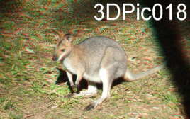 3D Anaglyph Wallaby Kangaroo in Queensland with Fuji W3 3D Camera